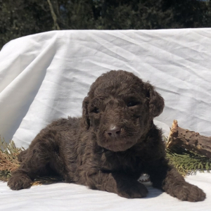 Poodle Puppy Goose