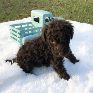 Poodle Puppy Goose