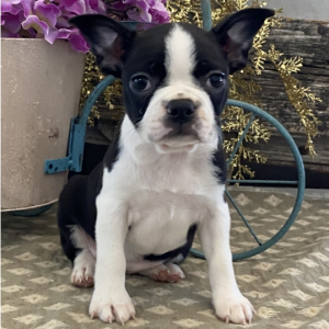 Boston Terrier Puppy Holly