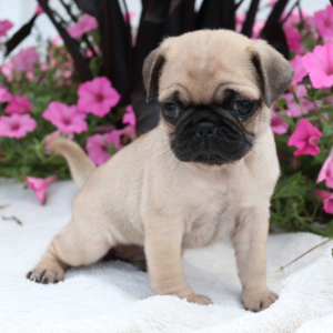 Pug Puppy Mindy