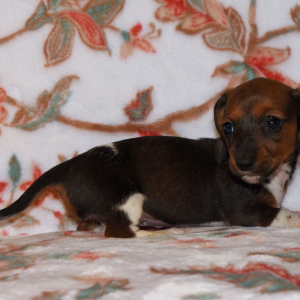 Dachshund Puppy Patty