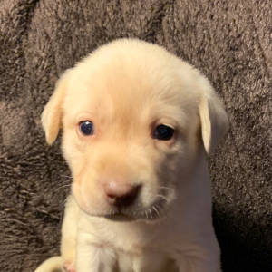 Labrador Retriever Puppy Lila