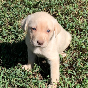 Labrador Retriever Puppy Lila