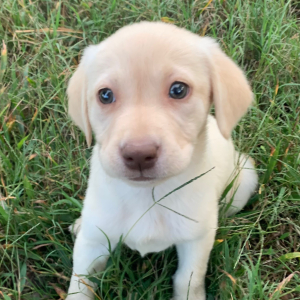 Labrador Retriever Puppy Lila