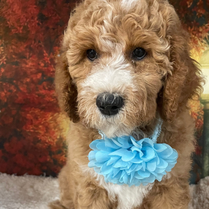 Goldendoodle Puppy Popi