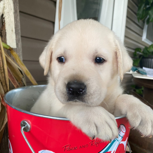 Labrador Retriever Puppy Gaby