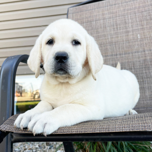 Labrador Retriever Puppy Gaby