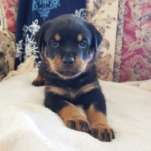 Rottweiler Puppy Arya