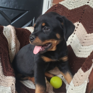 Rottweiler Puppy Arya