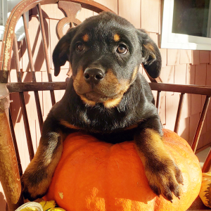 Rottweiler Puppy Arya
