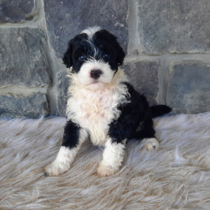 Portuguese Water Dog Puppy Evy