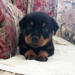 Rottweiler Puppy KaLi