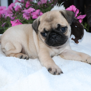 Pug Puppy Lollipop