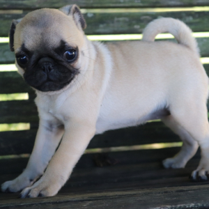 Pug Puppy Lollipop