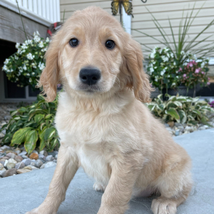 Goldendoodle Puppy Missy