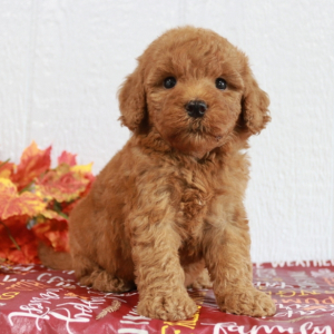Goldendoodle Puppy Marla
