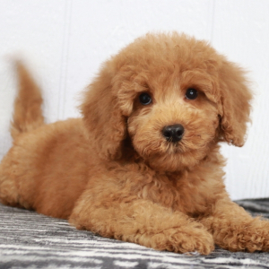 Goldendoodle Puppy Marla