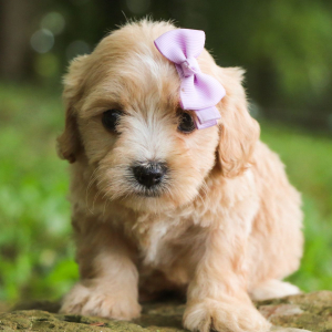 Poo-Ton Puppy Tasha