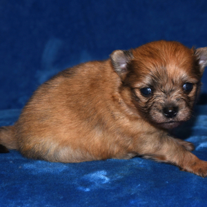 Pomeranian Puppy Speck