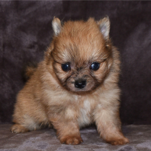 Pomeranian Puppy Speck
