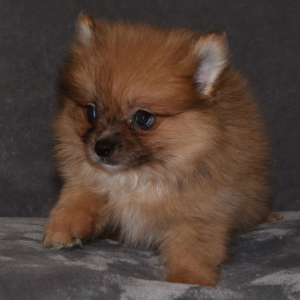 Pomeranian Puppy Speck
