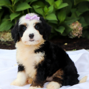 Bernedoodle Puppy Allie