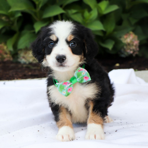 Bernedoodle Puppy Odie