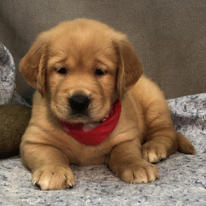 Golden Retriever Puppy Ridge
