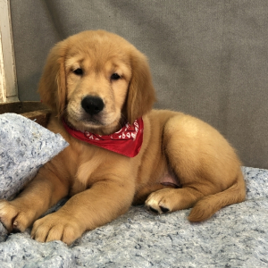Golden Retriever Puppy Ridge