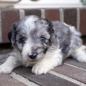 Aussiedoodle Puppy Rush