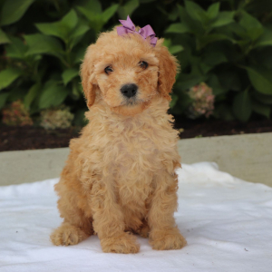 Goldendoodle Puppy Remi