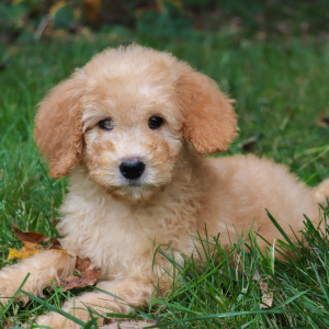 Goldendoodle Puppy Remi