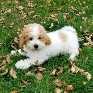 Bichonpoo Puppy Cubby