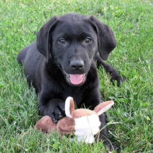 Labrador Retriever Puppy Buba
