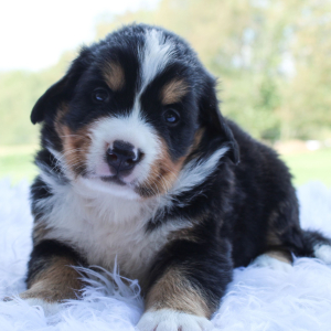 Bernese Mountain Dog Puppy Bernie