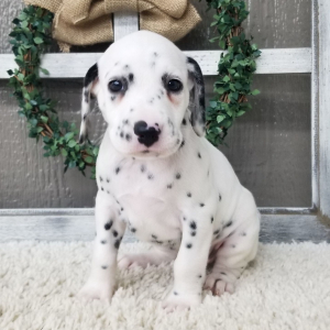 Dalmatian Puppy Lexi