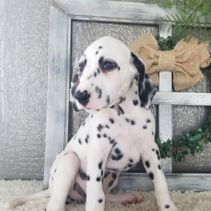 Dalmatian Puppy Lexi