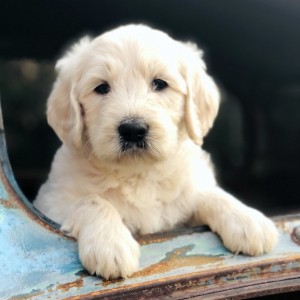 Goldendoodle Puppy Dallas