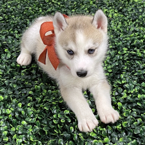 Siberian Husky Puppy Annie