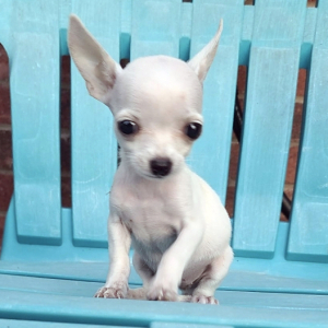 Chihuahua Puppy Lilly