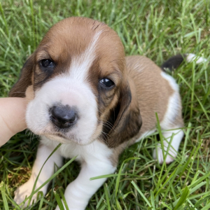 Basset Hound Puppy Reese