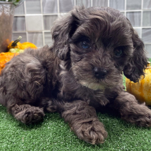 Cockapoo Puppy Blake