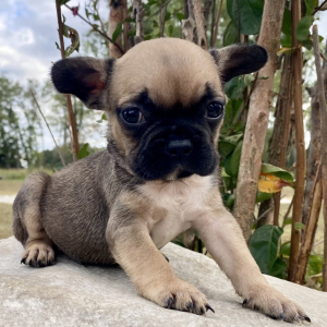 French Bulldog Puppy Bisquit