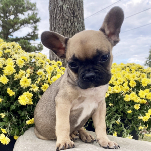 French Bulldog Puppy Bisquit