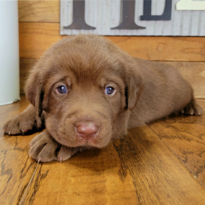Labrador Retriever Puppy Archie