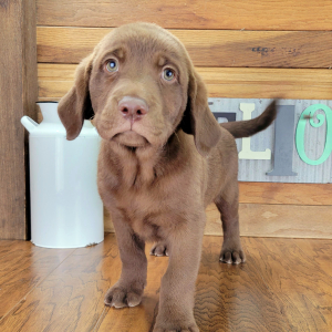 Labrador Retriever Puppy Archie