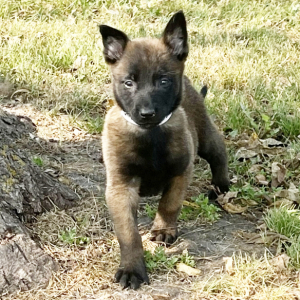 Belgian Malinois Puppy Freedom