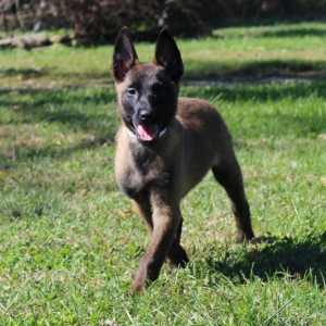 Belgian Malinois Puppy Freedom