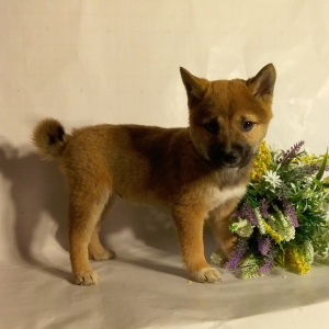 Shiba Inu Puppy Yuki