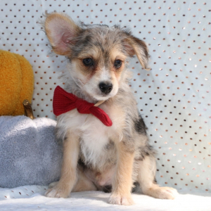 Yorkiepoo Puppy Markie